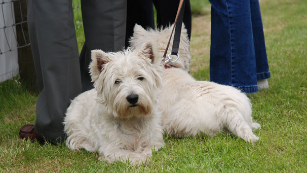 West Highland Terriers taking a break while the Exmoor ponies are showing in the main ring on Friday, one of the busiest Fridays at the Royal Highland Show for years.