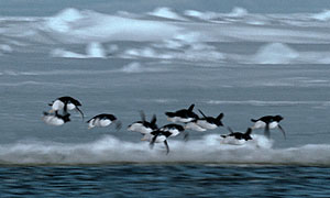 Flying penguins