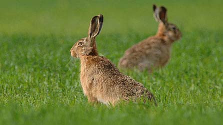 hares
