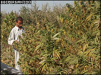 کشتزار چرس در ولایت بلخ