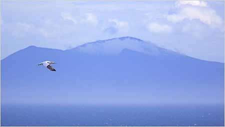 Gannet in flight c/o RSPB Images and Ben Hall