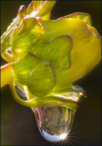 قطره او سوتره