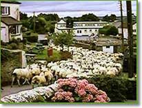 After ewe - flocking to the centre of Petrockstowe