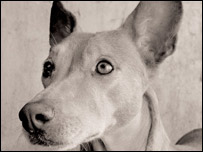 Capa do livro 'Stray Dogs' (Foto: Traer Scott)