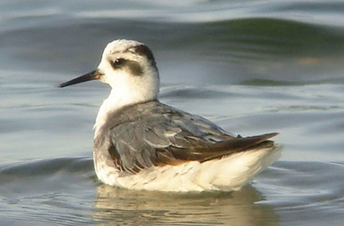 grey phalarope