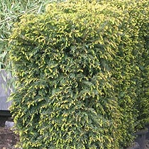 Taxus baccata