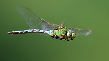 Emperor dragonfly