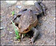 Toad @ Cromwell Bottom 