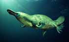 Platypus