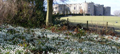 Snowdrops at Chirk Castle, North Wales