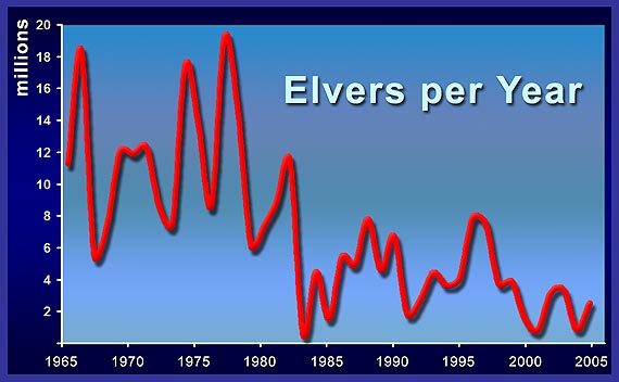 Graph showing the number of elvers per year over the past 40+ years