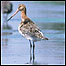 Godwit
