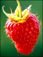 Raspberry