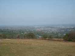 Bluebells in West Wood