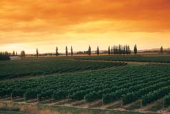 Montana's winery in Marlborough