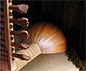 Renaissance Lute