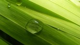 Droplet on leaves...