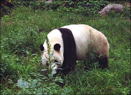 Giant Panda