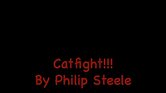 Cat fight Cat fight