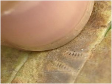 You can see the small stripy caterpillars inside the leaf