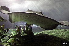 A stingray in the Great Barrier Reef, Australia