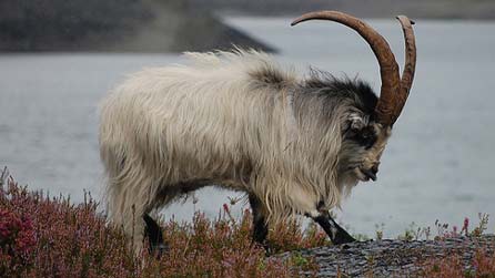 Mountain goat by pentreberwsjw on Flickr