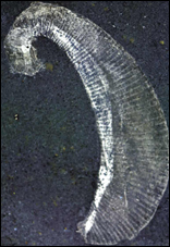 Burgess Shale fossil