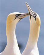 Gannet chick (c) RSPB images