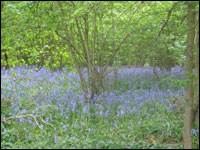 Bluebells