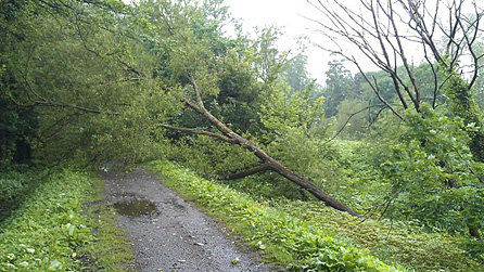 Fallen tree. Photo: Elise Jenkins