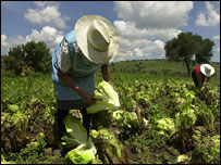 Agricultura no Brasil