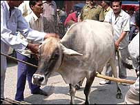 ہیرے دیتی گائے