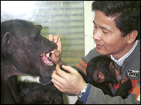 O professor Matsuzawa e os chimpanzés Ai e Ayuma
