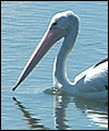 Pelican in Onkaparinga Estuary, Port Noarlunga, South Australia by John