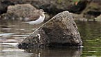 Common sandpiper. Photo: Moses Davies