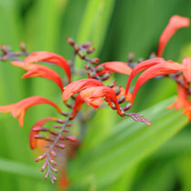 Crocosmia 'Lucifer'