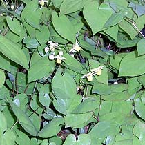 Epimedium x versicolor 'Sulphureum'
