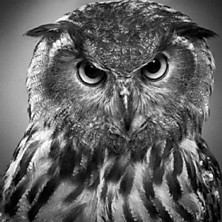 Review of Beyond The Wizard's Sleeve Reanimations Vol.1