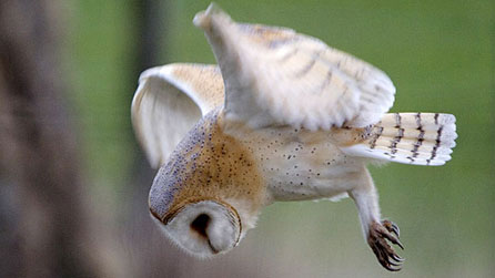 barn_owl_446.jpg