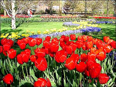 بهار در هلند