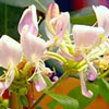 Lonicera periclymenum