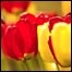 گل لاله 