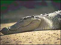 Crocodilo