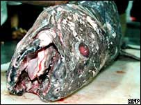 O peixe celacanto, considerado um "fóssil vivo"