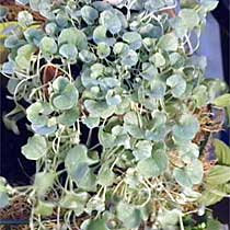 Dichondra micrantha