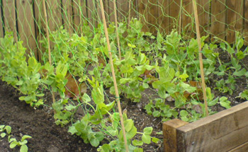 The sweetpea climbing up the mesh and inter-planted with lettuce.