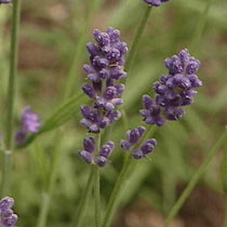 Lavandula angustifolia