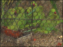 पिंजड़े में तोते