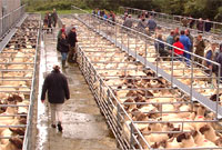 Peniau defaid ym Mryncir heddiw (Llun: Dafydd Jones)