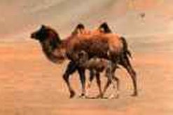 Wild Bactrian camel and calf (Courtesy of the Wild Camel Protection Foundation ©)